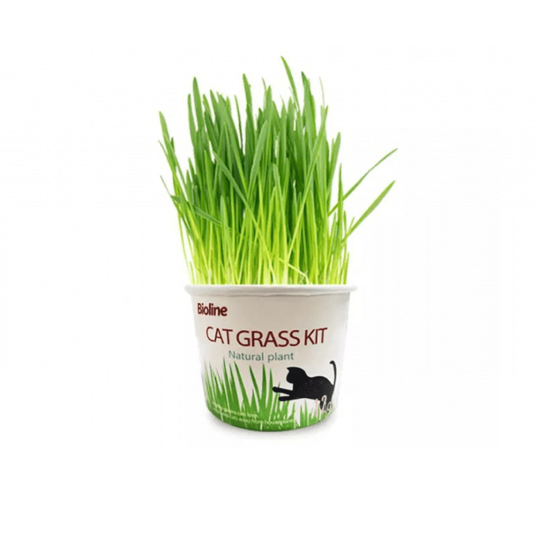 Bioline Cat Grass Kit 12g