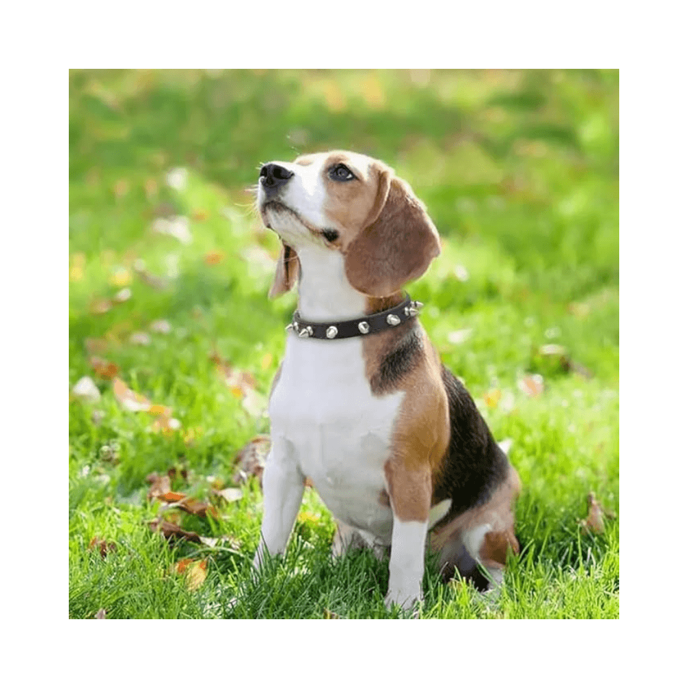 Spiked Rivet Dog Collar for Small Dogs