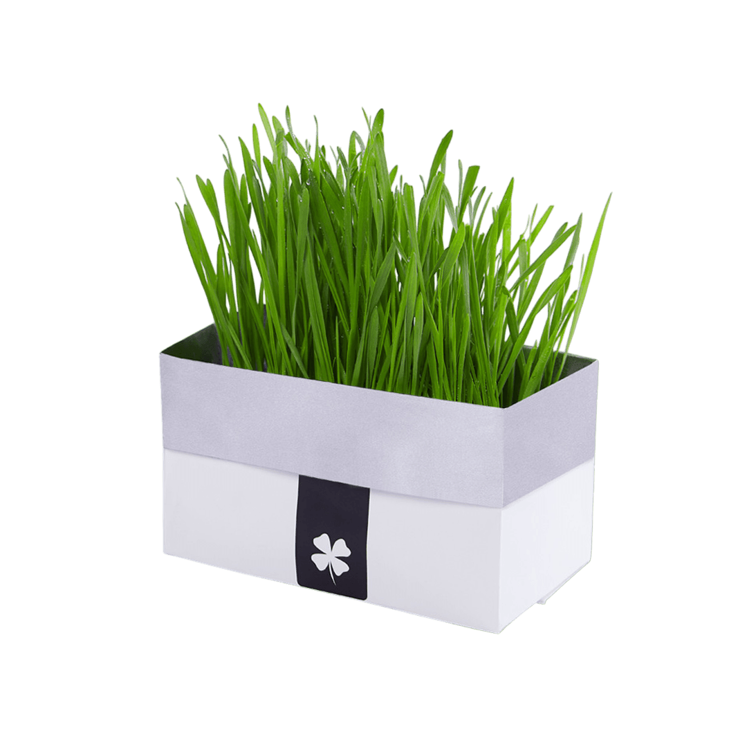 Greedy Horseless Cat Grass Kit with Box Bag Packing